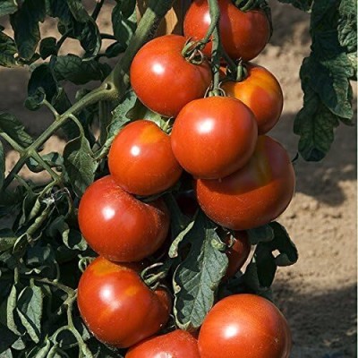 KNESSiN Vegetable Tomato 'Fandango' F1-{800 Seeds} Seed(800 per packet)