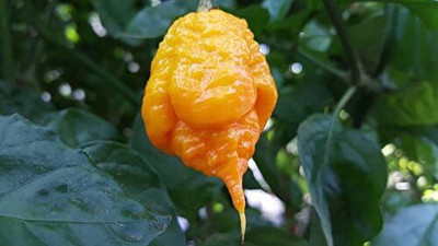 KNESSiN F1 Hybrid Carolina Yellow Reaper Pepper Vegetable Seeds for Garden-(1200 Seeds) Seed(1200 per packet)