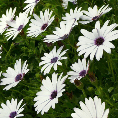 Quentova Dimorphotheca White-CTU-7P Seed(100 per packet)