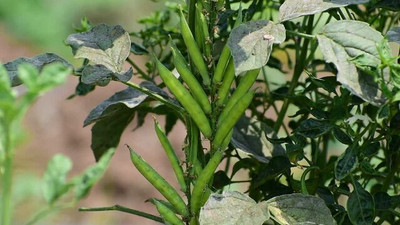 Oliver CLUSTER BEANS SEEDS Seed(20 per packet)