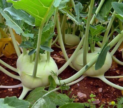 KANAYA Knol Khol Vegetable Fresh Hybrid Seed(10 per packet)