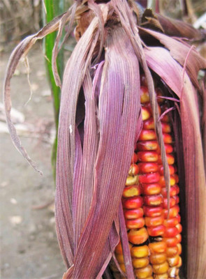 Qualtivate XLR-168 Seneca Red Stalker Ornamental Corn Seed(500 per packet)