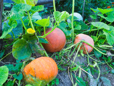 Kodali Hybrid F1 Pumpkin Seeds Pack Of 13 Seed(13 per packet)