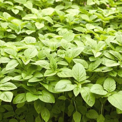 Lorvox Amaranth Seeds (Green Saag) Cholai Seed(250 per packet)