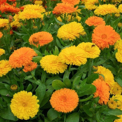 GROWN Common Calendula Mix Flower Seed For Home, School, Hospital Gardening - 20 Seed(20 per packet)