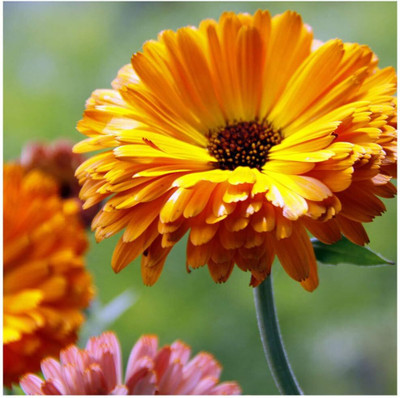 CRGO CALENDULA Seed(100 per packet)