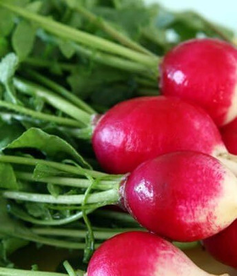 Qualtivate GBPT-4A Sparkler White Tip Radish Seeds Seed(300 per packet)