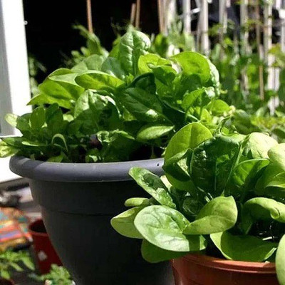 CYBEXIS Spinach 2000 Seeds Seed(2000 per packet)