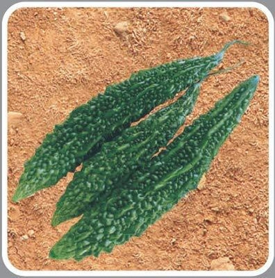Qualtivate HUA-7A Asmita, hybrid Bitter gourd seed Seed(50 per packet)