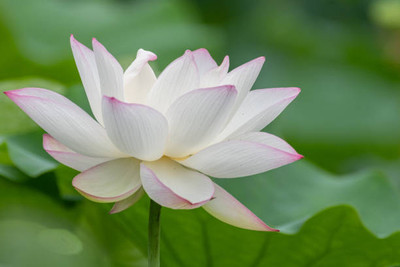Bijaya Online Store Lotus Seed(10 per packet)