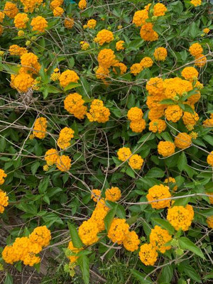 DROXTY marigold/gende ka phool flower seeds Seed(50 per packet)