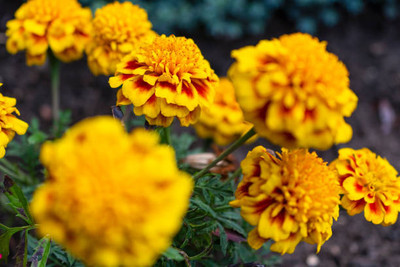VIVETHAN marigold,gende ka phool seeds Seed(21 per packet)