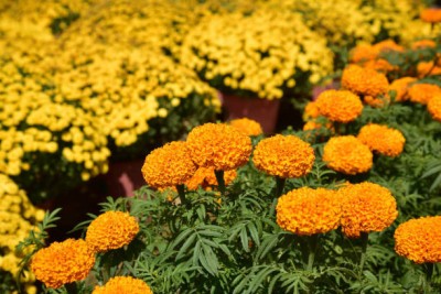 Natures Yard marigold,gende ka phool seeds Seed(22 per packet)