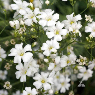 CYBEXIS Gypsophila Mixed Color F1 Hybrid Seeds(120 Seeds) Seed(120 per packet)