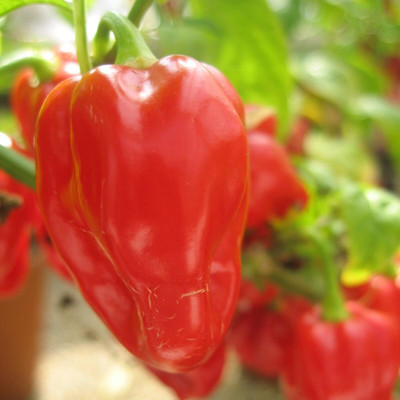 Biosnyg Organic HABANERO TOBAGO CHILLI Vegetable Seeds for Garden-(400 Seeds) Seed(400 per packet)