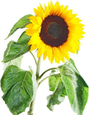 CYBEXIS XL-46 - Mammoth Sunflower - (1350 Seeds) Seed(1350 per packet)