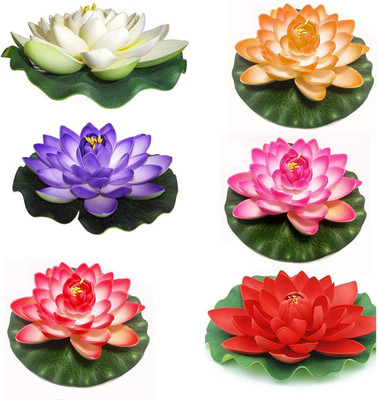 AloGardening Mixed Colour lotus Seed Per Packet- 6 Pc Seed(6 per packet)