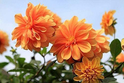 CYBEXIS TLX-24 - Mixed Dahlia Flower Spectacle - (180 Seeds) Seed(180 per packet)