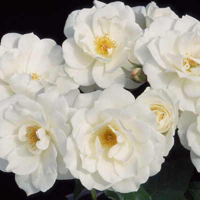 CYBEXIS VXI-19 - White Eden Climbing Rose - (100 Seeds) Seed(100 per packet)