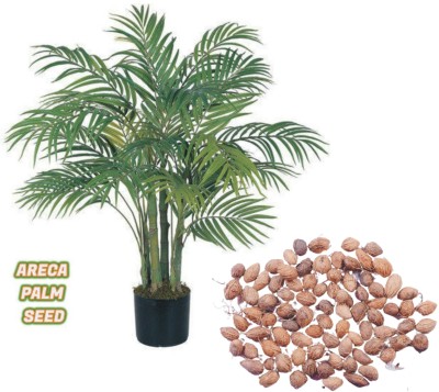 Ravel Areca Palm Seed (1000 Per Packet) Seed(1000 per packet)