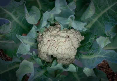 Carpigiani white cauliflower,gobhee seeds Seed(14 per packet)