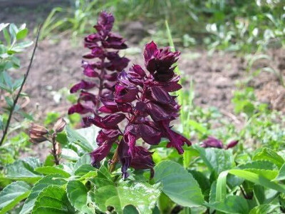 Qualtivate RES-5A PALISADES SALVIA Horminum Sage Seed(100 per packet)