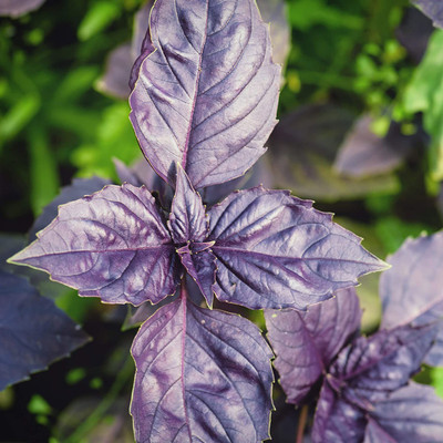 WILLVINE NBIR-7 Purple Dark Opal Basil Seed(1000 per packet)