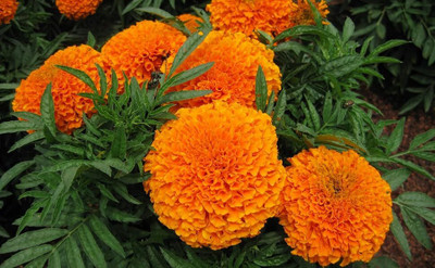 DEYS AGRO ™ Bright Orange Marigold Flower Seeds,Desi Genda Seed(69 per packet)