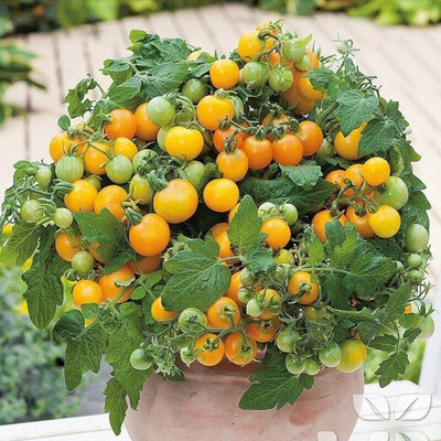 ibains Tomato fruit seed Seed(310 per packet)