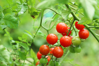 CR STORES tomato Seed(115 per packet)