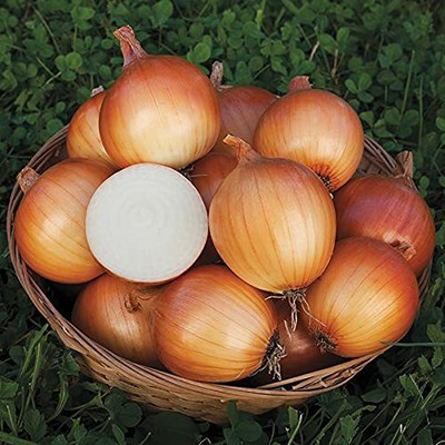 WILLVINE PUAS -II Sweet Yellow Spanish Onion [5g] Seed(3000 per packet)