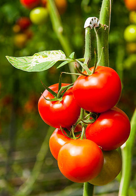 AGRAWBIC tomato seed Seed(100 per packet)