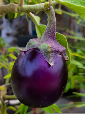 LPR BRINJAL SEEDS Seed(200 per packet)