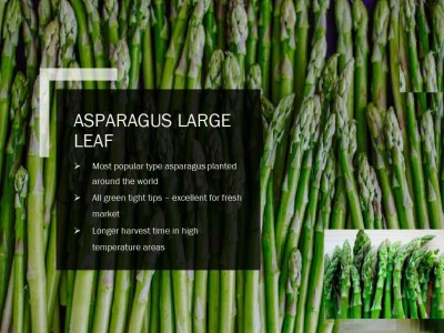 CYBEXIS ASPARAGUS LARGE LEAF SEEDS(250 Seeds) Seed(250 per packet)