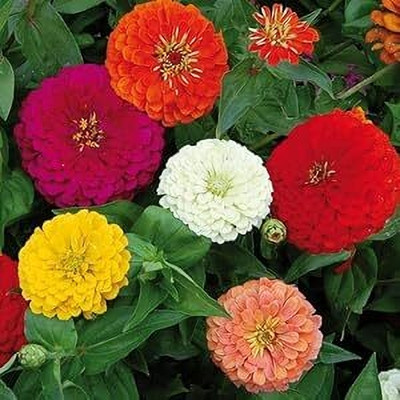 Lorvox Zinnia double Flower Seed(20 per packet)
