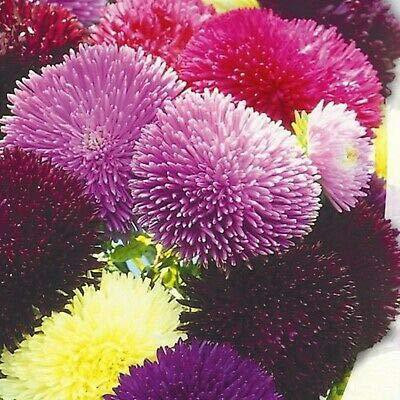 CYBEXIS ASTER FORMULA MIXED seeds Seed(1 g)