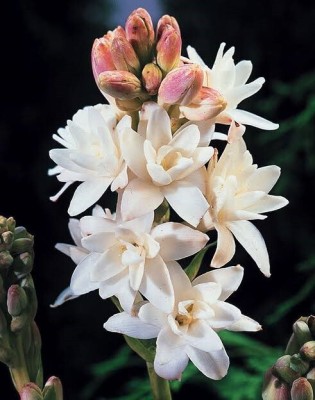 BSARKAR double stick Rajnigandha Tuberose Flower Bulbs- Pack of 11 Bulbs Seed Seed(11 per packet)