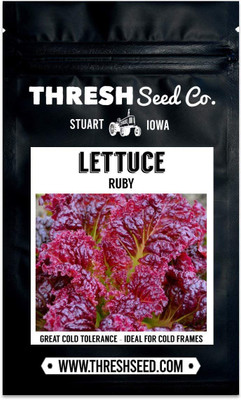 CYBEXIS TLX-7 - Ruby Red Lettuce - (1350 Seeds) Seed(1350 per packet)