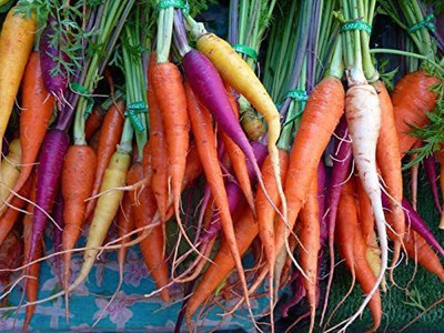 CYBEXIS VXI-2 - Carrot Mix of 6 Colorful Varieties - (2250 Seeds) Seed(2250 per packet)