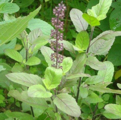 Arshiayat Tulsi Seed(90 per packet)