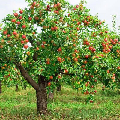 KANAYA Peach Cherry Fruit Seed(9 per packet)