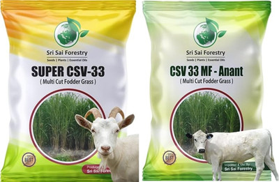 SRI SAI FORESTRY CSV 33 MF Multi-Cut Sorghum Fodder Grass Seed (Pack 2),CSV33 Anant Grass Seed(800 per packet)