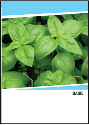 CYBEXIS Hybrid Basil Seeds(1000 Seeds) Seed(1000 per packet)