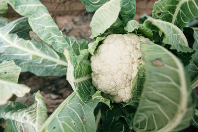 granthi white cauliflower,gobhee seeds Seed(10 per packet)