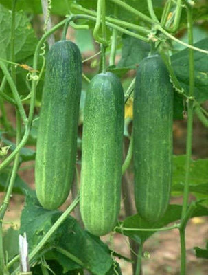 wequality Vellarikkay Seeds/ Cucumber seeds 20 Seed(20 per packet)