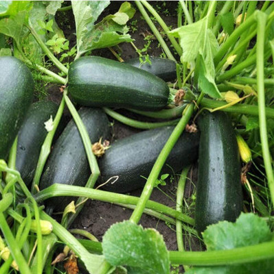 KNESSiN LXI-2 Zucchini Seed(30 per packet)