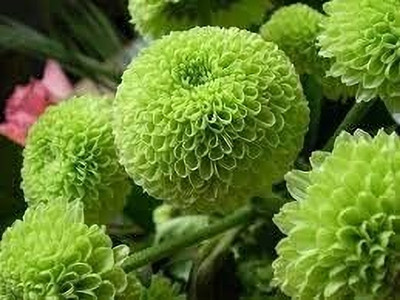 Aywal Chrysanthemum Exotic Flower Seed(20 per packet)