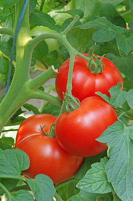 ANDARISTORE tomato Seed(145 per packet)