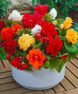 Qualtivate VVI-55 Mixed Double Begonia Seeds Seed(25 per packet)