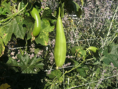 UGRA Luffa Sponge Gourd Seed(60 per packet)